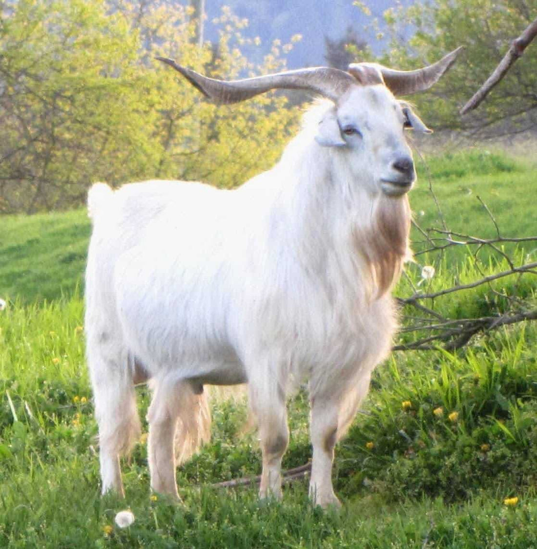 how much is a cashmere goat worth? – PASHWRAP