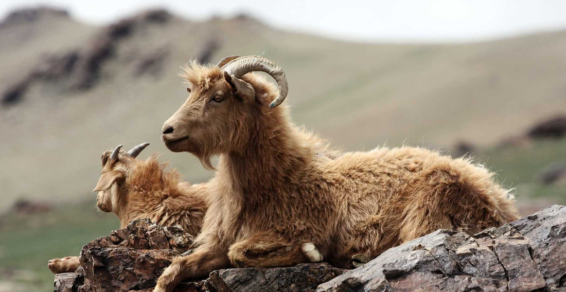 Do goats die for Cashmere?