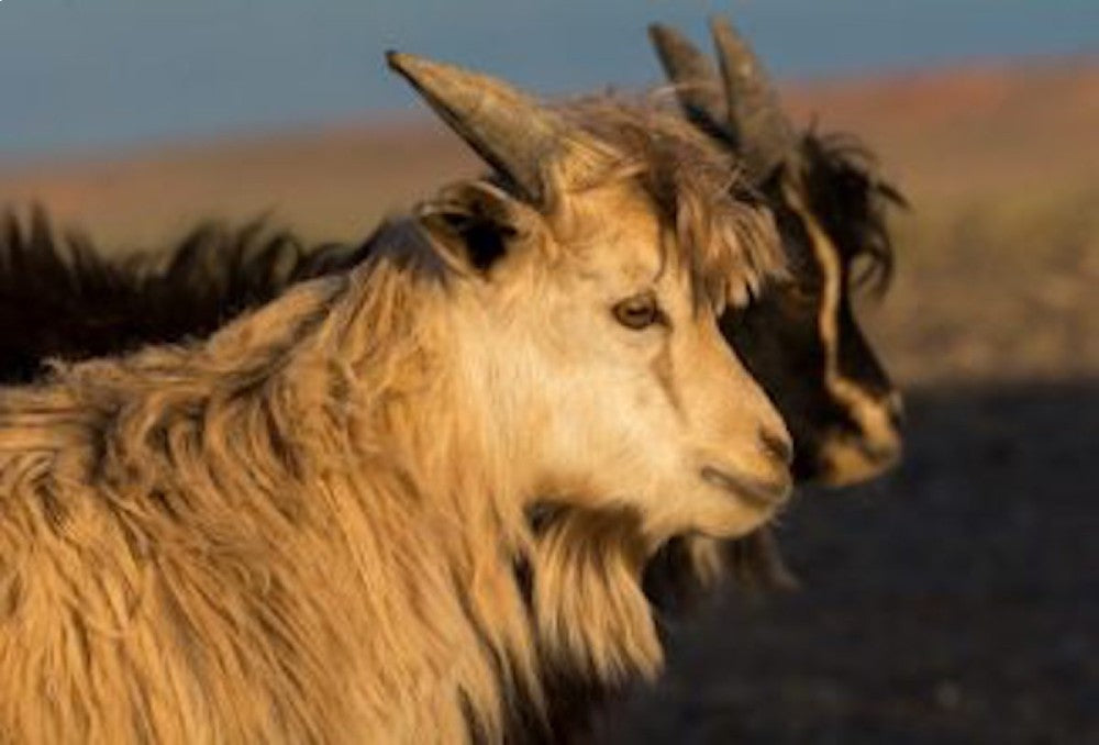 What is Mongolian Cashmere?