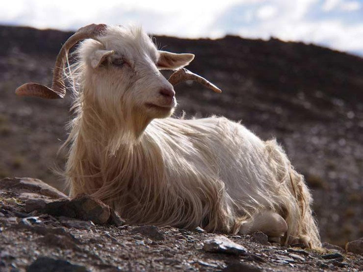 The Ultimate Guide to Cashmere Goats: Everything You Need to Know