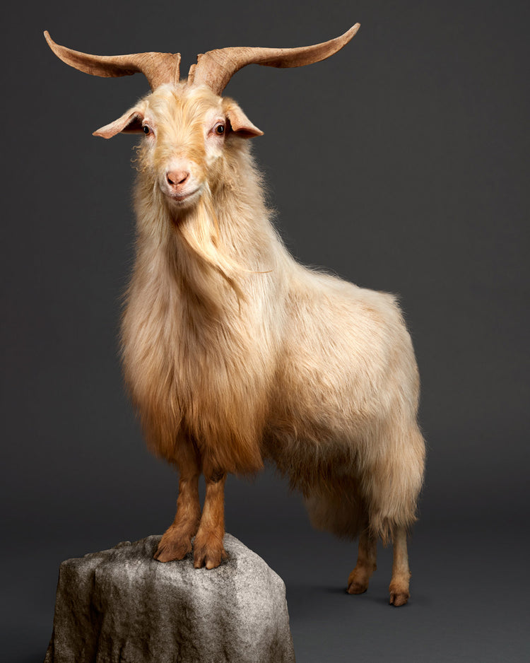 How Can You Tell if Cashmere is Real? PASHWRAP