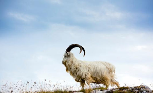 Cashmere Goat on the mountains of Ladakh region Changthangi goat