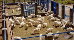 Pashmina Goat Farming and its Impact on the Economy