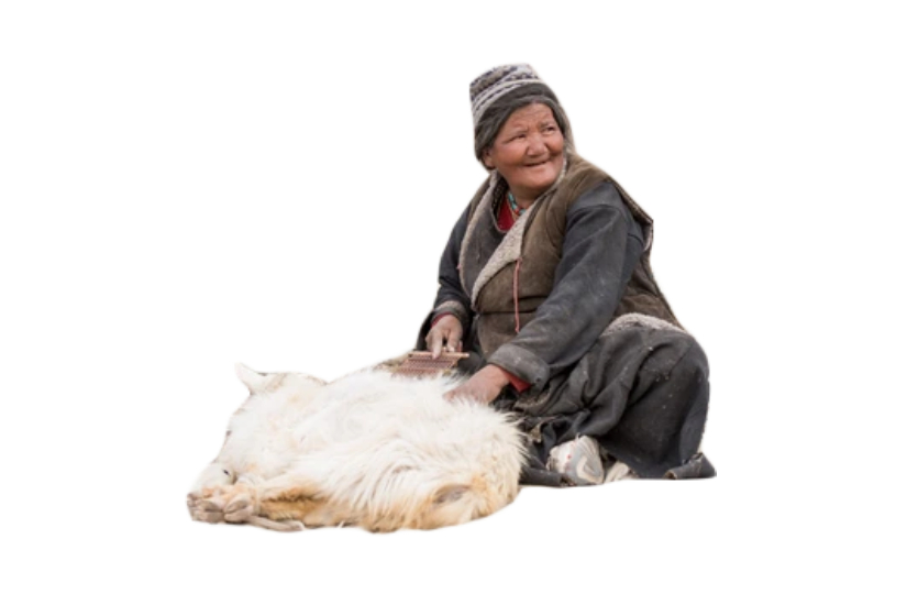 A Ladakhi tribal woman in Highlands of Ladakh combing cashmere goat and collecting cashmere fibres 