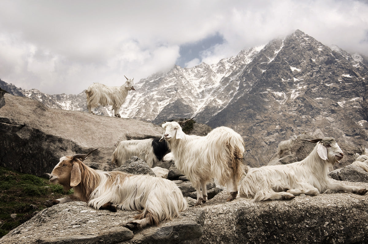 Cashmere Pashmina goats of Ladakh known as changthangi Goat in the Highlands of Ladakh